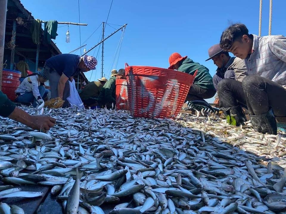 ត្រីប្រហុកឆ្នាំនេះ បើទោះបីជាថយចុះបន្តិច ប៉ុន្តែសម្រាប់ធ្វើប្រហុក ផ្អក ភាគច្រើនធំៗល្អ និងនៅតែមានបរិមាណគ្រប់គ្រាន់
