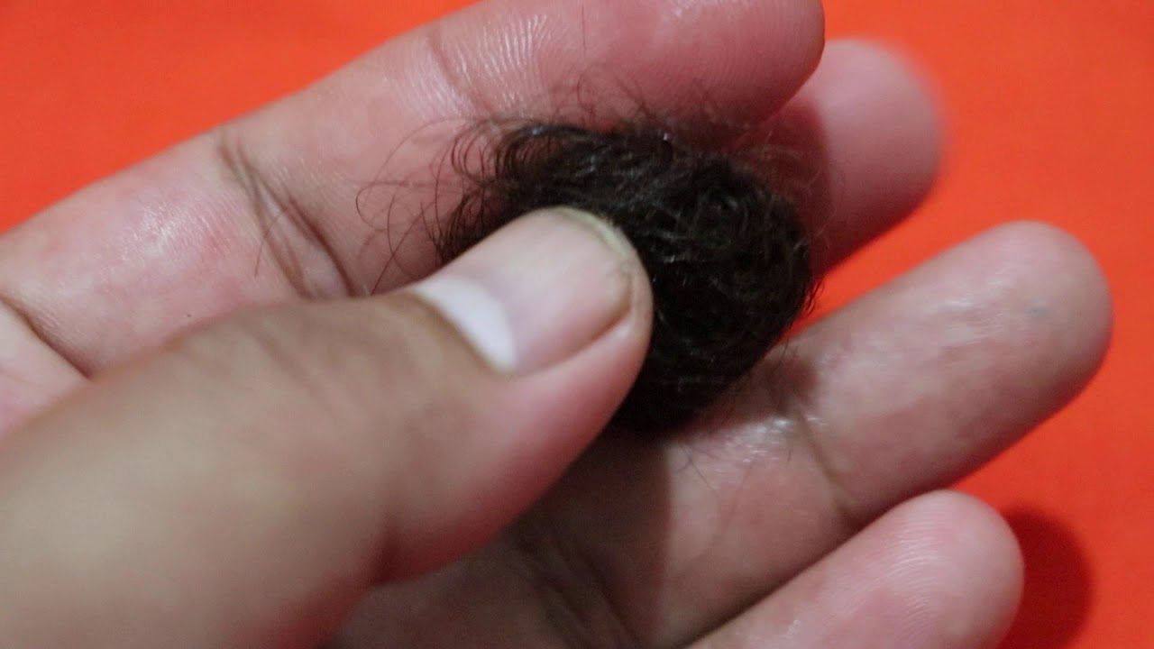 កណ្ដាញ់ម្លប់