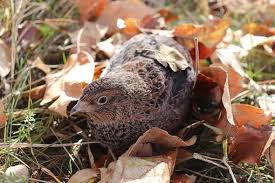 ប្រភពរូបថត៖ pixabay