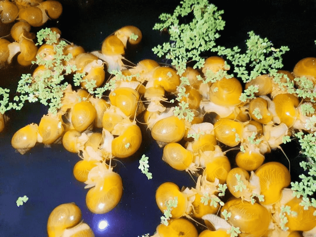 ខ្យងទុរេន ពូជមកពីជប៉ុន