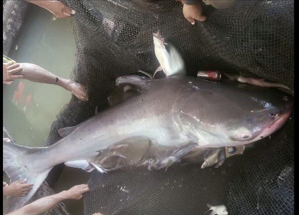 រូបដំណាង