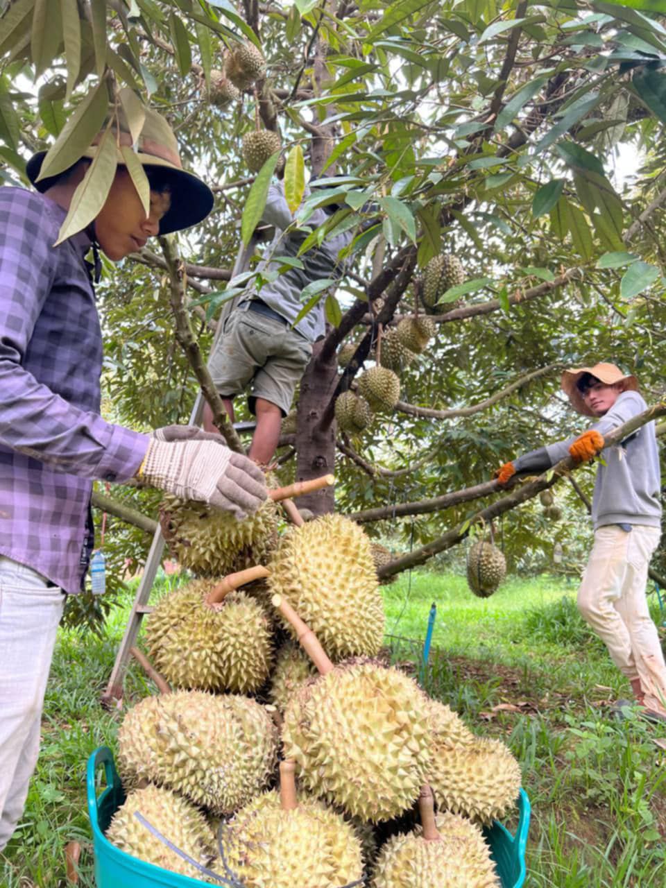 កសិករកំពុងប្រមូលផលទុរេន។