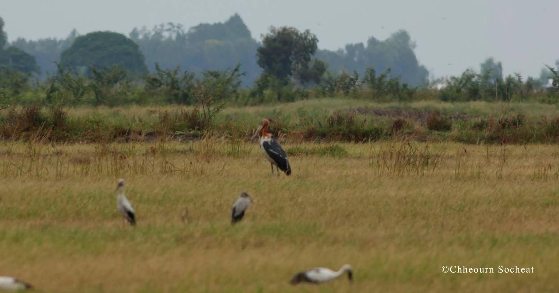 រូបភាព៖ អង្គការជីវិតធម្មជាតិនៅកម្ពុជា