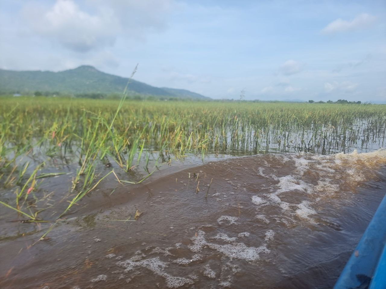 ដំណាំស្រូវ ក្នុងស្រុកគិរីវង់ ខេត្តតាកែវ ដែលទទួលរងផលប៉ះពាល់