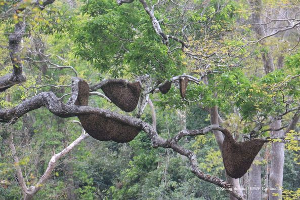 រូបភាព៖&nbsp;អង្គការ WWF-កម្ពុជា