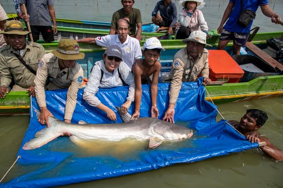 ត្រីរាជ