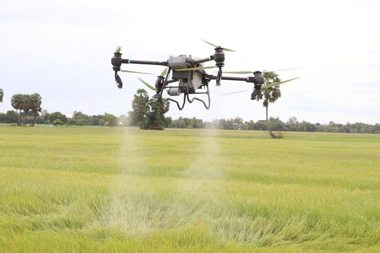 រូបភាព៖ អគ្គនាយកដ្ឋានកសិកម្ម