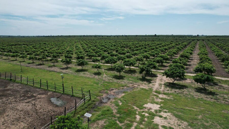 ចម្ការដំណាំស្វាយចន្ទីមួយនៅក្នុងខេត្តកំពង់ធំ។ រូបភាព/ក្រសួងព័ត៌មាន