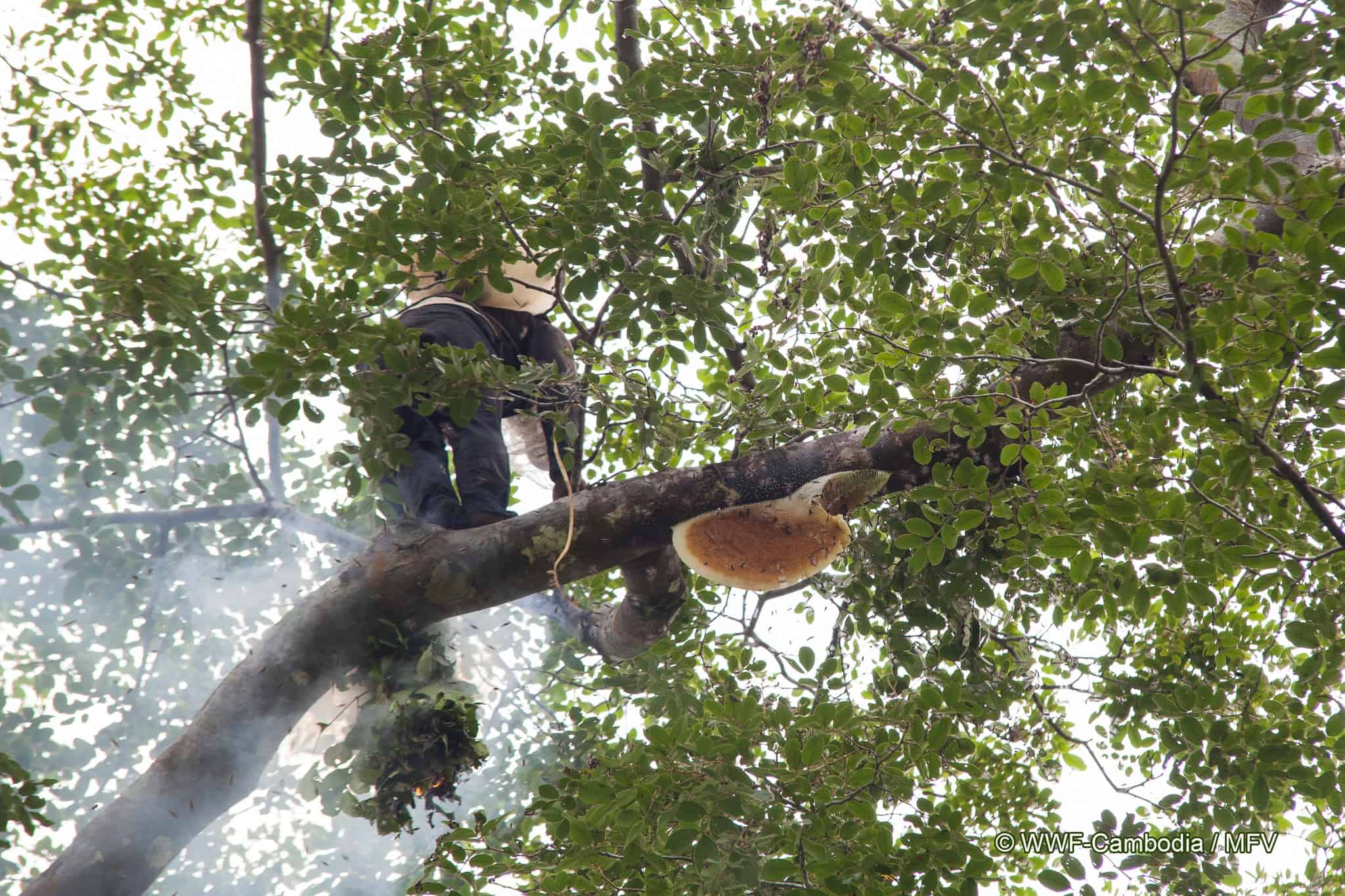 រូបភាព៖ អង្គការ WWF-កម្ពុជា
