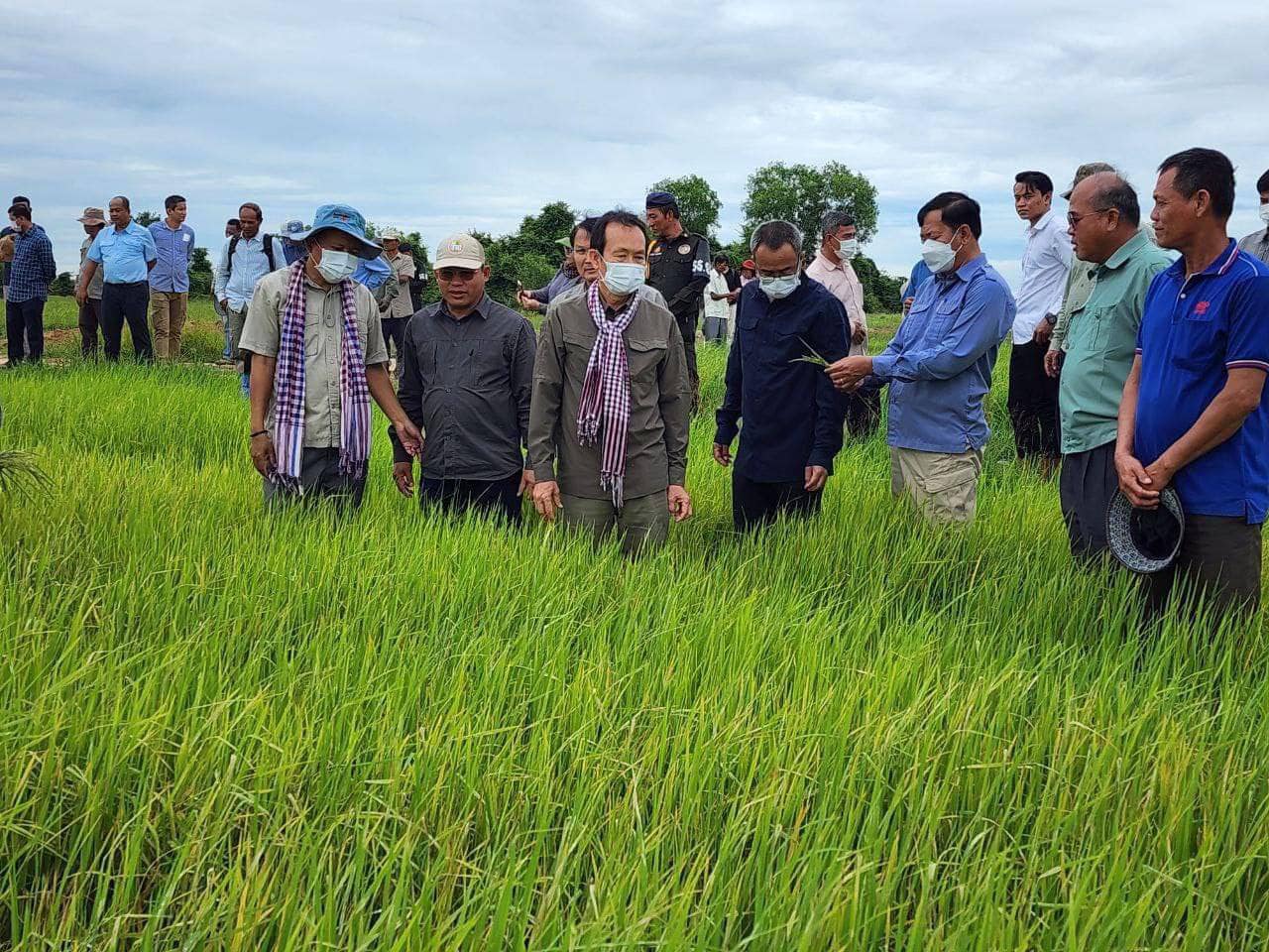 រូបភាព៖ អគ្គនាយកដ្ឋានកសិកម្ម