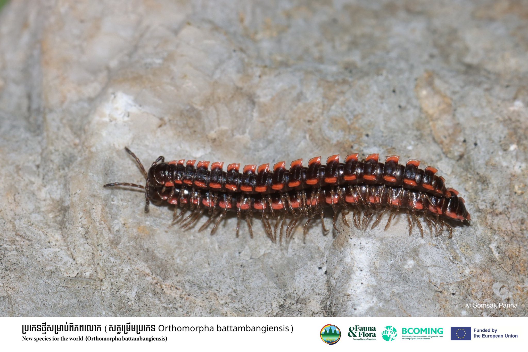 ម្រើមព្រះប្រភេទ &nbsp;Orthomorpha battambangiensis,&nbsp;