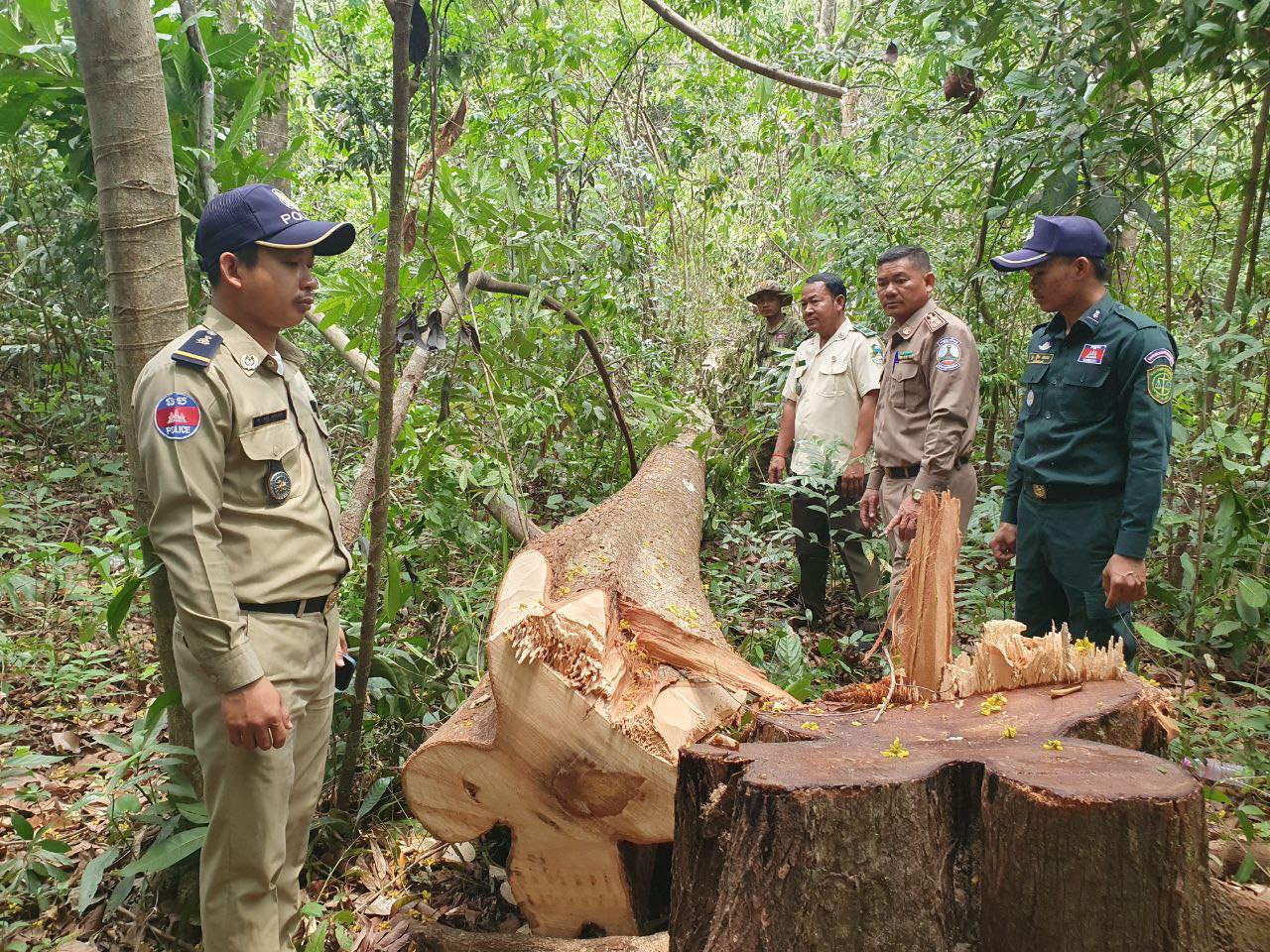 សមត្ថកិច្ចចុះត្រួតពិនិត្យការកាប់ដើមសំរ៉ង កាលពីកន្លងទៅ