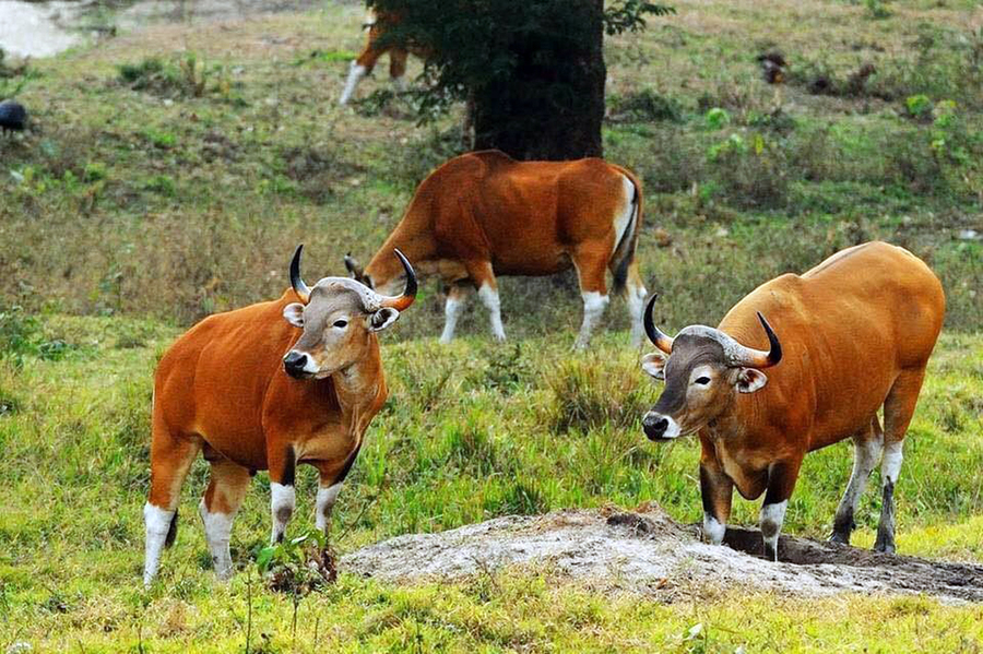 សត្វទន្សោង (រូបភាពឯកសារ)