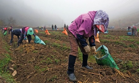 រូបភាពឯកសារ