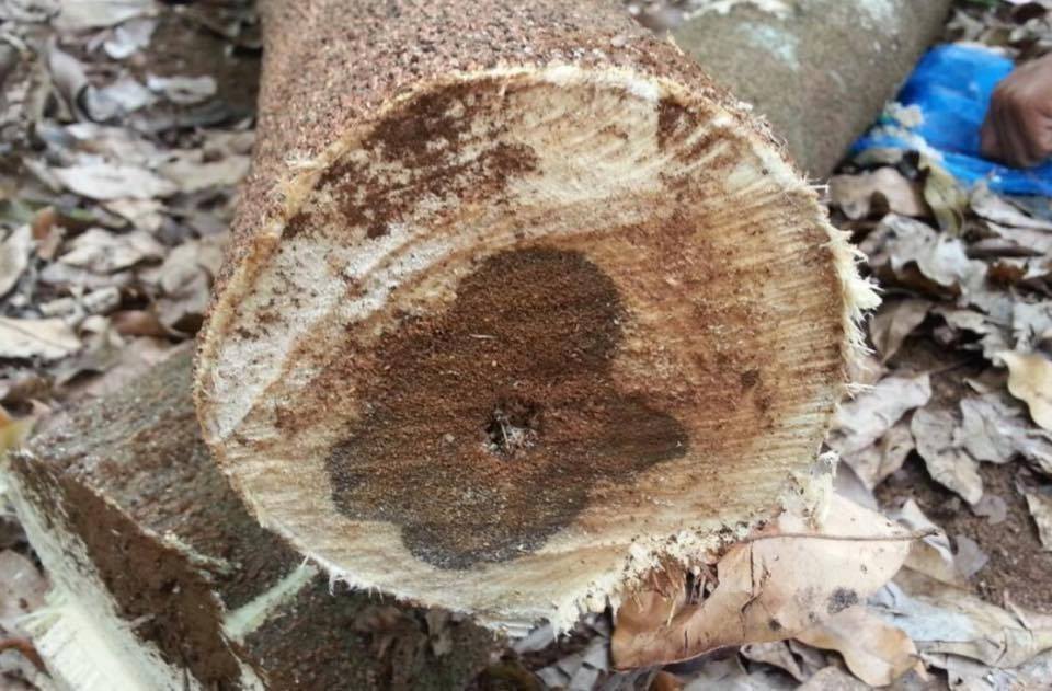 ចន្ទន៍ក្រស្នា