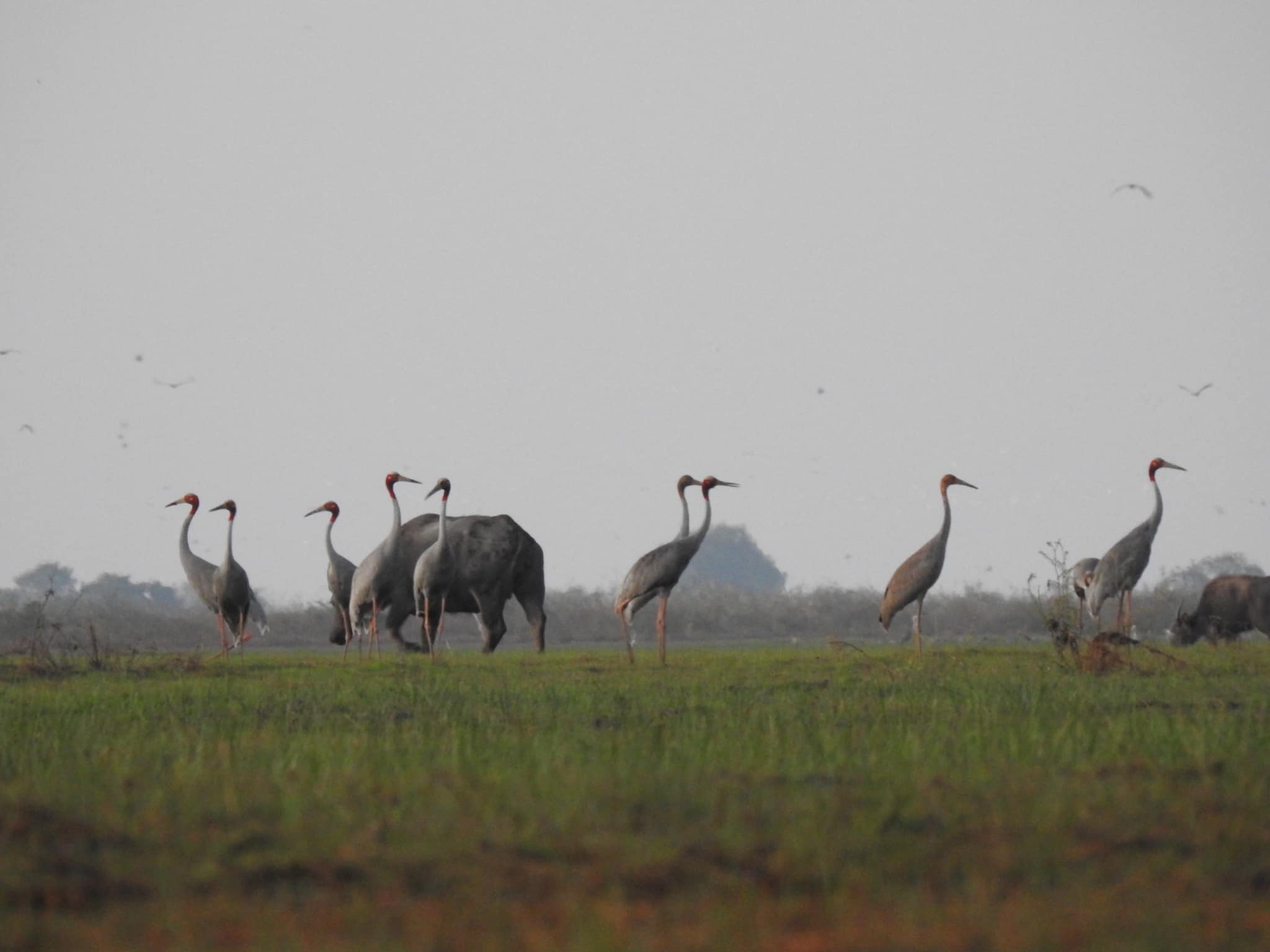 រូបភាព សត្វក្រៀល ប្រភព៖(ក្រសួងបរិស្ថាន)។