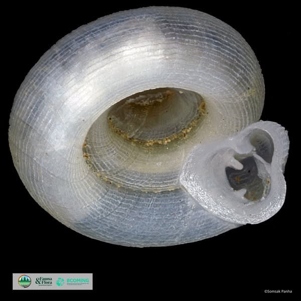 រូបភាពដោយ៖ អង្គការសត្វព្រៃ និងរុក្ខជាតិកម្ពុជា