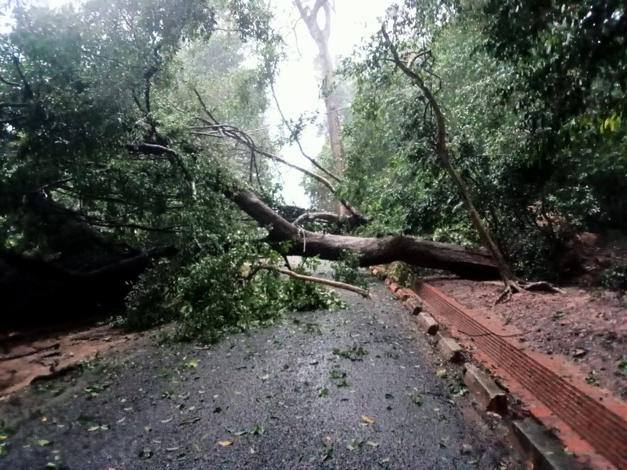 ដើមឈើនានាក្នុងរមណីយដ្ឋានអង្គរ ត្រូវបានខ្យល់បក់ដួលចំកណ្ដាលផ្លូវ កាលពីកន្លងទៅ
