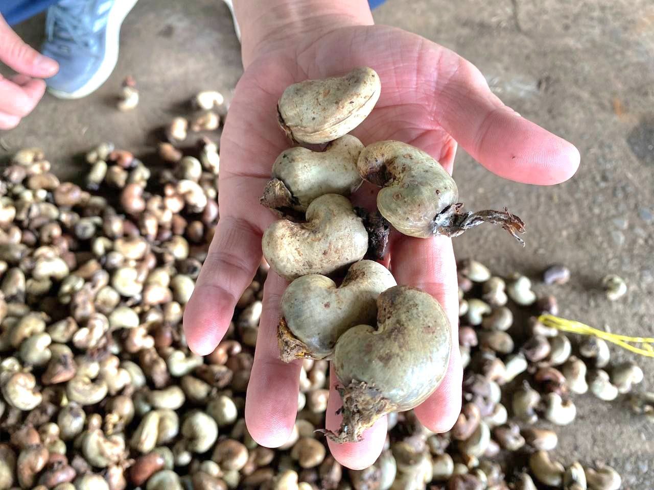 រូបភាព៖ ក្រសួងកសិកម្ម