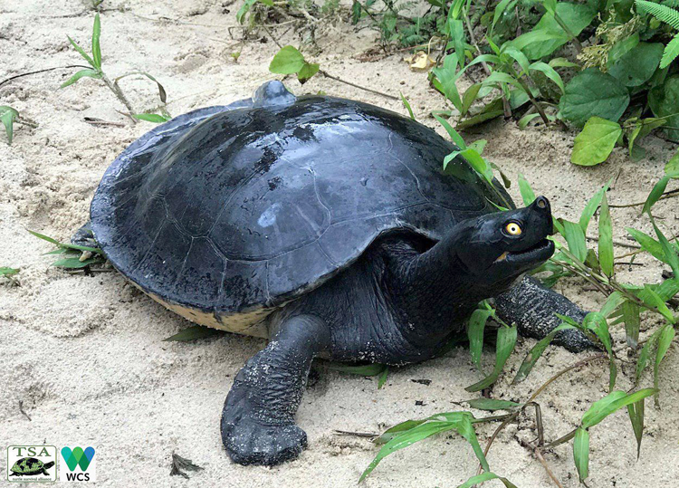 អណ្តើកហ្លួង ឬ អណ្តើកសរសៃ (Batagur affinis)