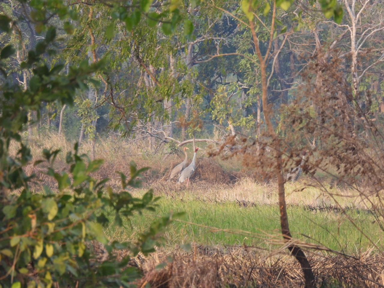 រូបភាពសត្វក្រៀលដែលត្រូវបានប្រទះឃើញក្នុងខែធ្នូ ឆ្នាំ២០២៤។ ប្រភព៖ USAID មរតកបៃតង