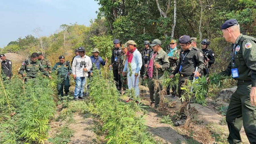 អភិបាលខេត្តតាកែវ ដឹកនាំកម្លាំងចុះបង្ក្រាបដុតបំផ្លាញដំណាំកញ្ឆា ៧ទីតាំងនៅស្រុកគីរីវង់ កាលពីថ្ងៃទី២កុម្ភៈ ឆ្នាំ២០២៥។