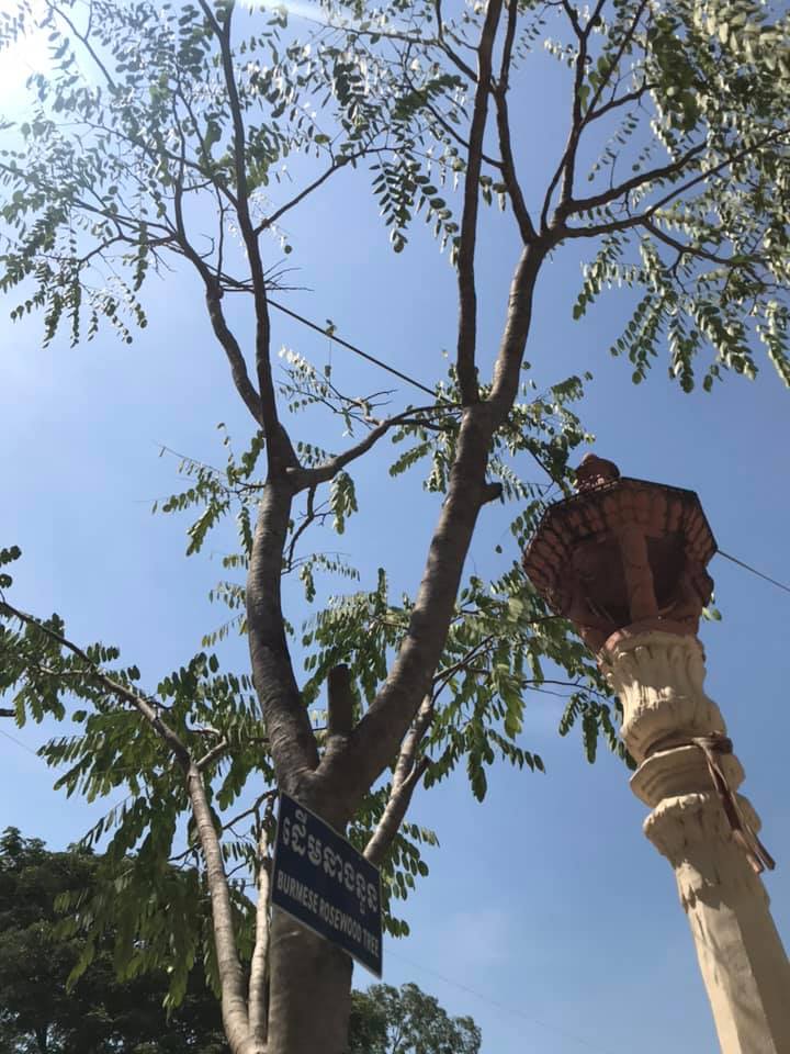 ដើមនាងនួន