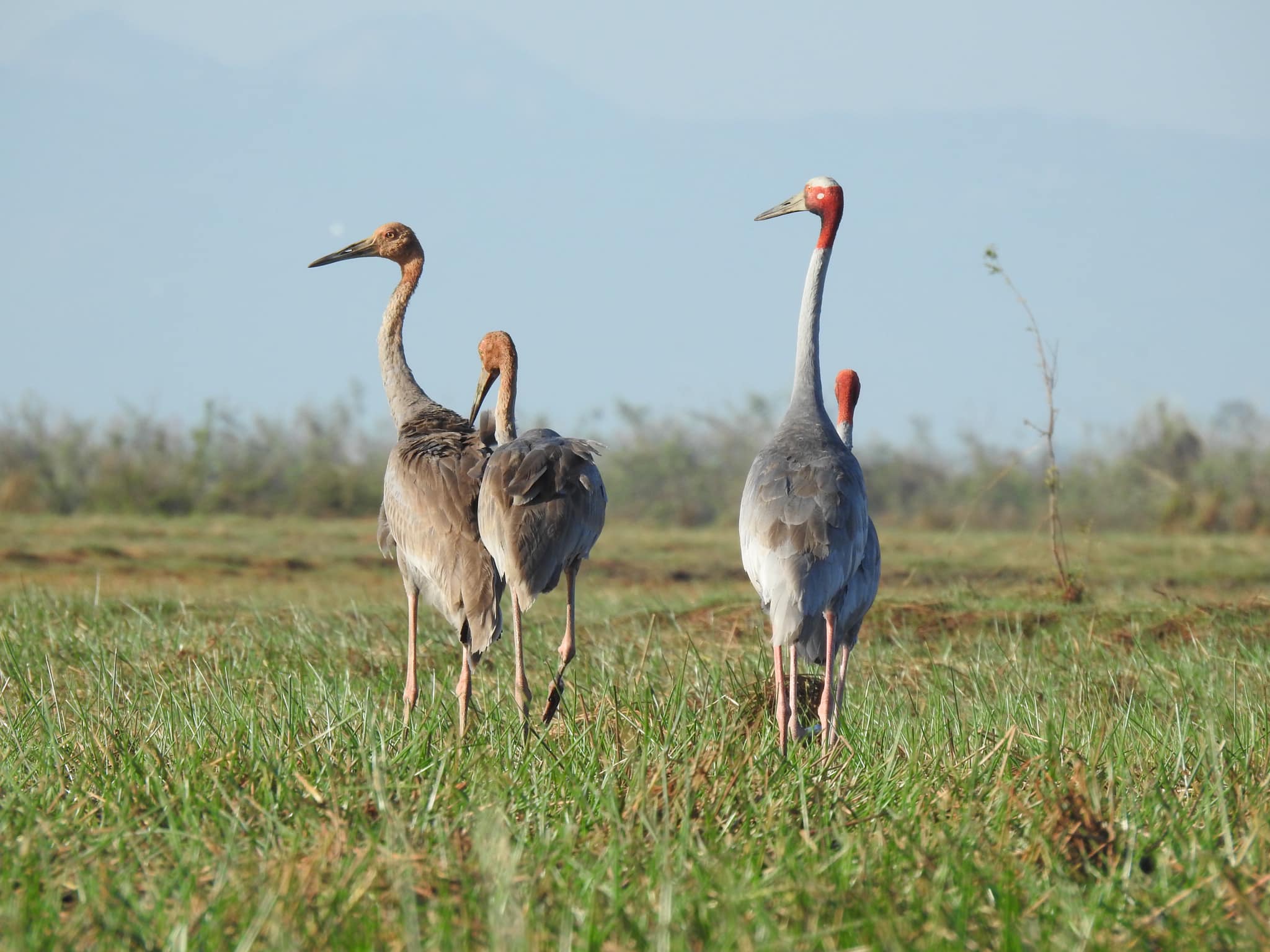 រូបភាព សត្វក្រៀល ប្រភព៖(ក្រសួងបរិស្ថាន)។