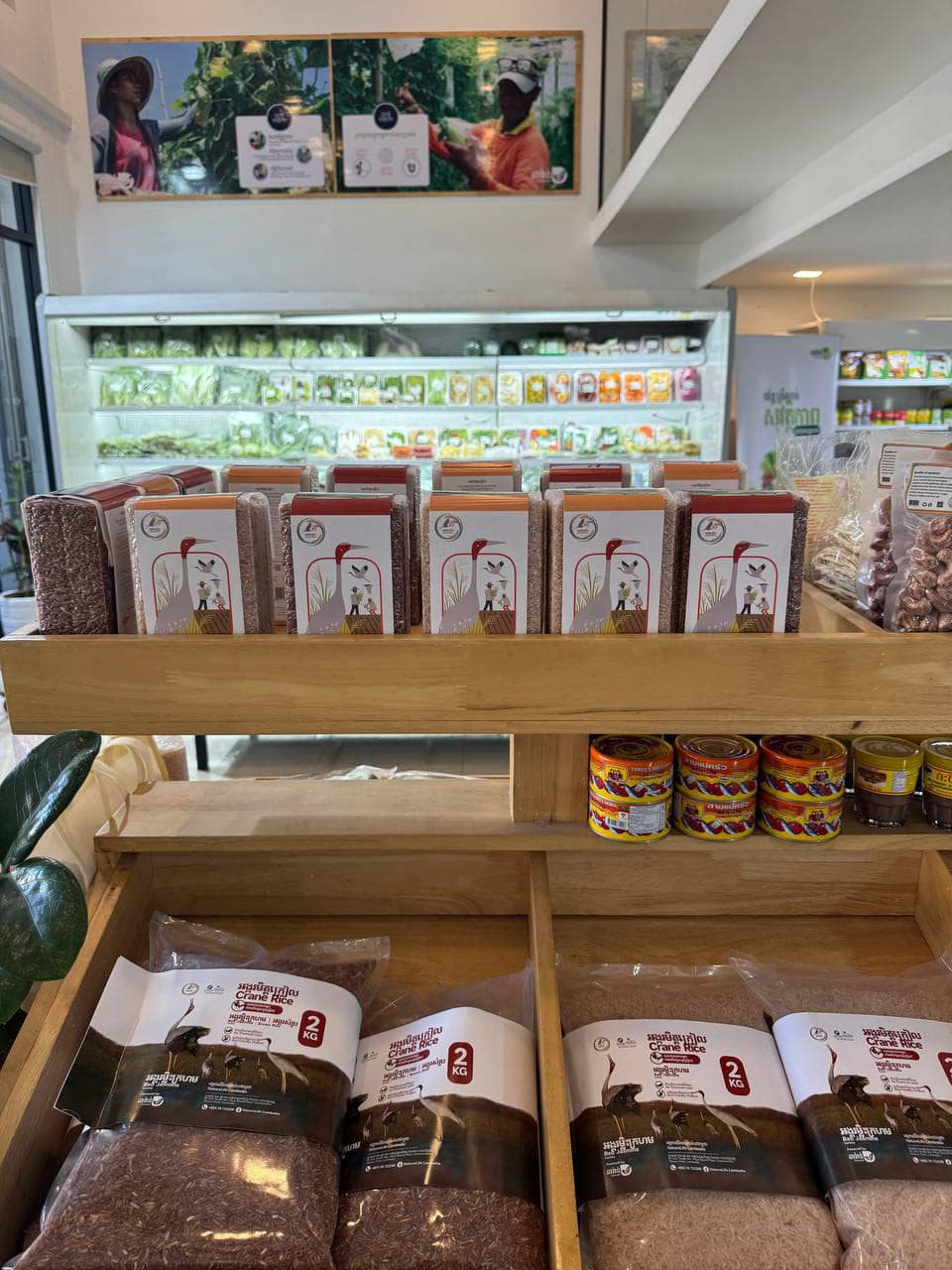 រូបភាព ស្រូវមិត្តក្រៀល ប្រភព៖(ក្រសួងបរិស្ថាន)។