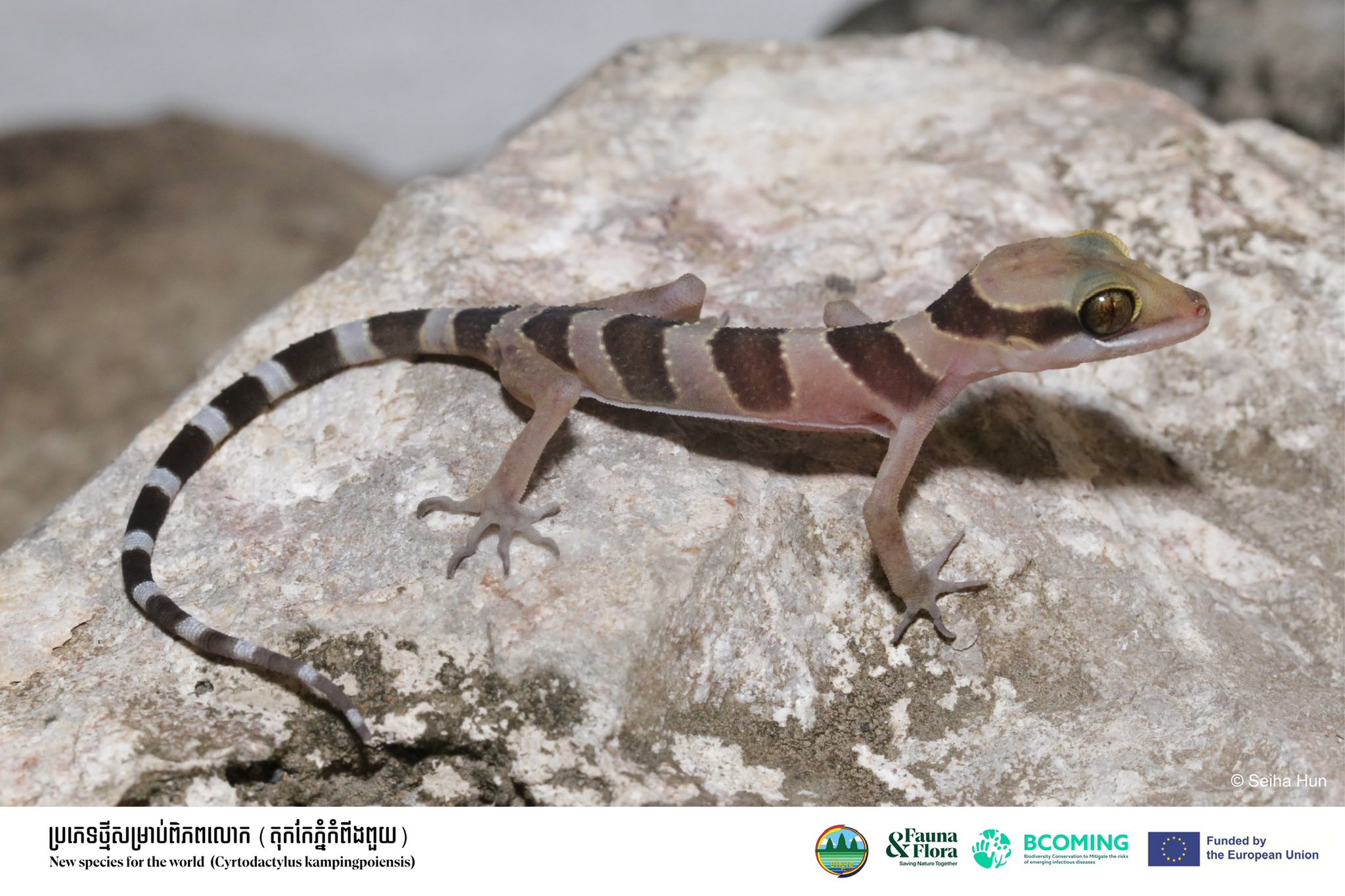 តុកកែភ្នំកំពីងពួយ&nbsp;