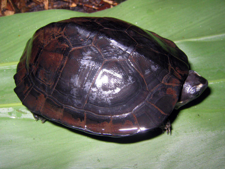 អណ្តើកក្អែក (Siebenrockiella crassicollis)