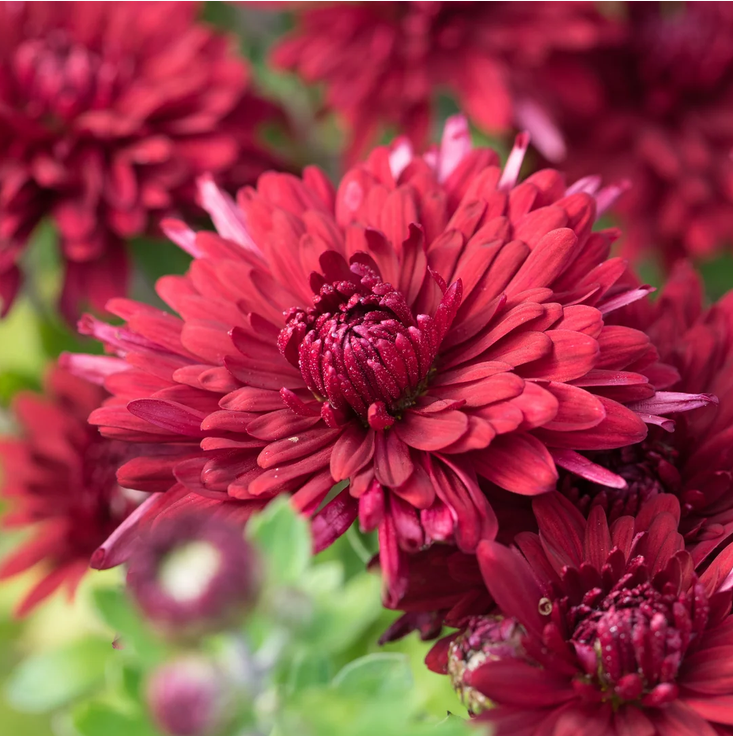 ផ្កា Chrysanthemum តំណាងអធិរាជជប៉ុន