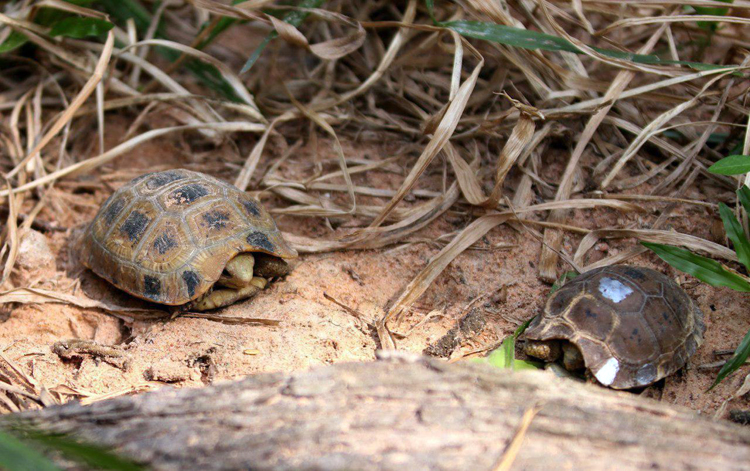 អណ្តើកព្រិច ឬអណ្តើកភ្នំ (Indotestudo elongata)