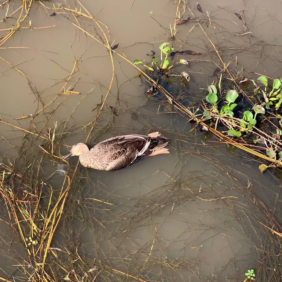 រូបភាព៖ អង្គការជីវិតធម្មជាតិនៅកម្ពុជា (NCO)
