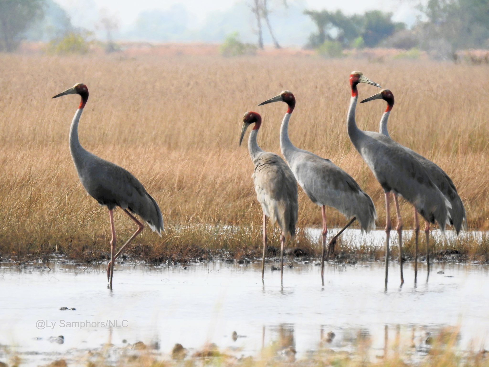 រូបភាព ៖ ly samphors