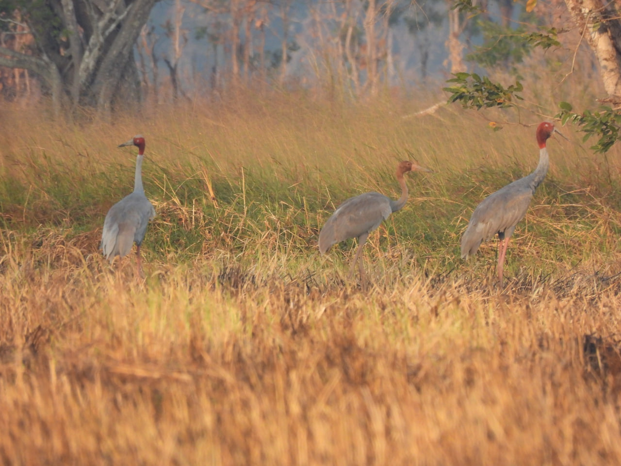 រូបភាពសត្វក្រៀលដែលត្រូវបានប្រទះឃើញក្នុងខែធ្នូ ឆ្នាំ២០២៤។ ប្រភព៖ USAID មរតកបៃតង