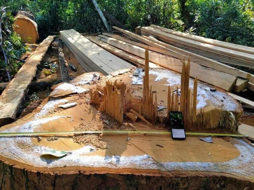 រូបភាពឯកសារ នៃបទល្មើសព្រៃឈើក្នុងដែនជម្រកសត្វព្រៃព្រះរការ កាលពីឆ្នាំ២០២២