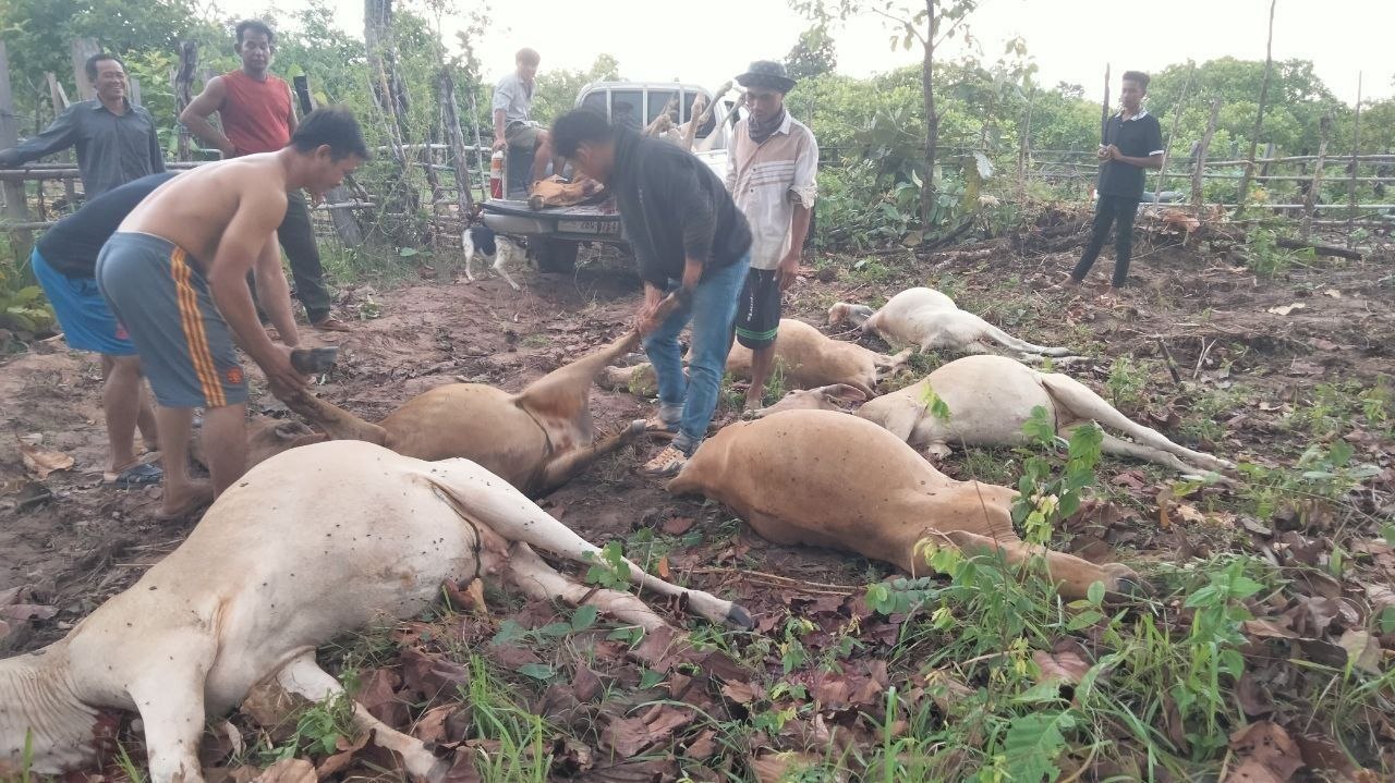 គោត្រូវរន្ទះបាញ់ងាប់កាលពីថ្ងៃទី២៨ឧសភា ឆ្នាំ២០២៦ នៅខេត្តរតនគិរី&nbsp;
