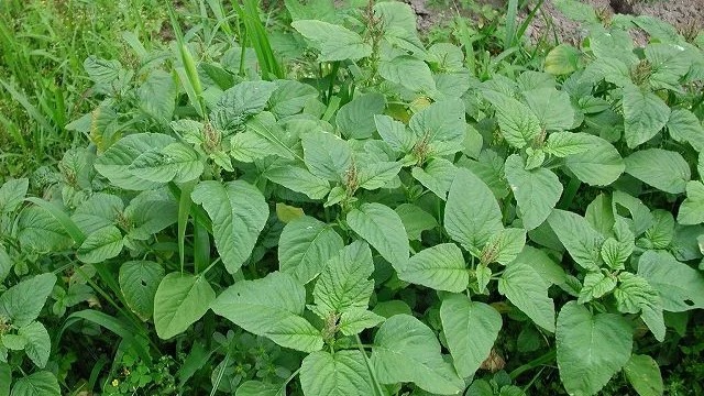 ភ្ញាក់ផ្អើល! ផ្ទីអាចម៍មាន់ ក៏ដើរតួជាឱសថដែរ