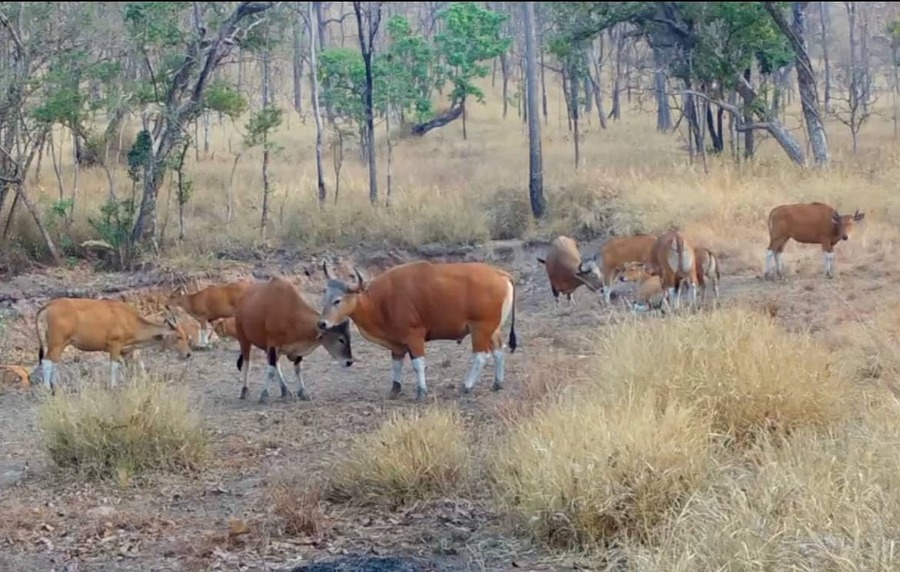 រូបភាពឯកសារ