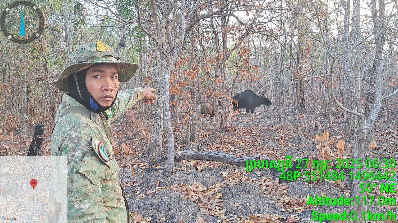 សត្វខ្ទីង២ក្បាល មេ-កូន ដែលមន្ត្រីក្រសួងប្រទះឃើញ