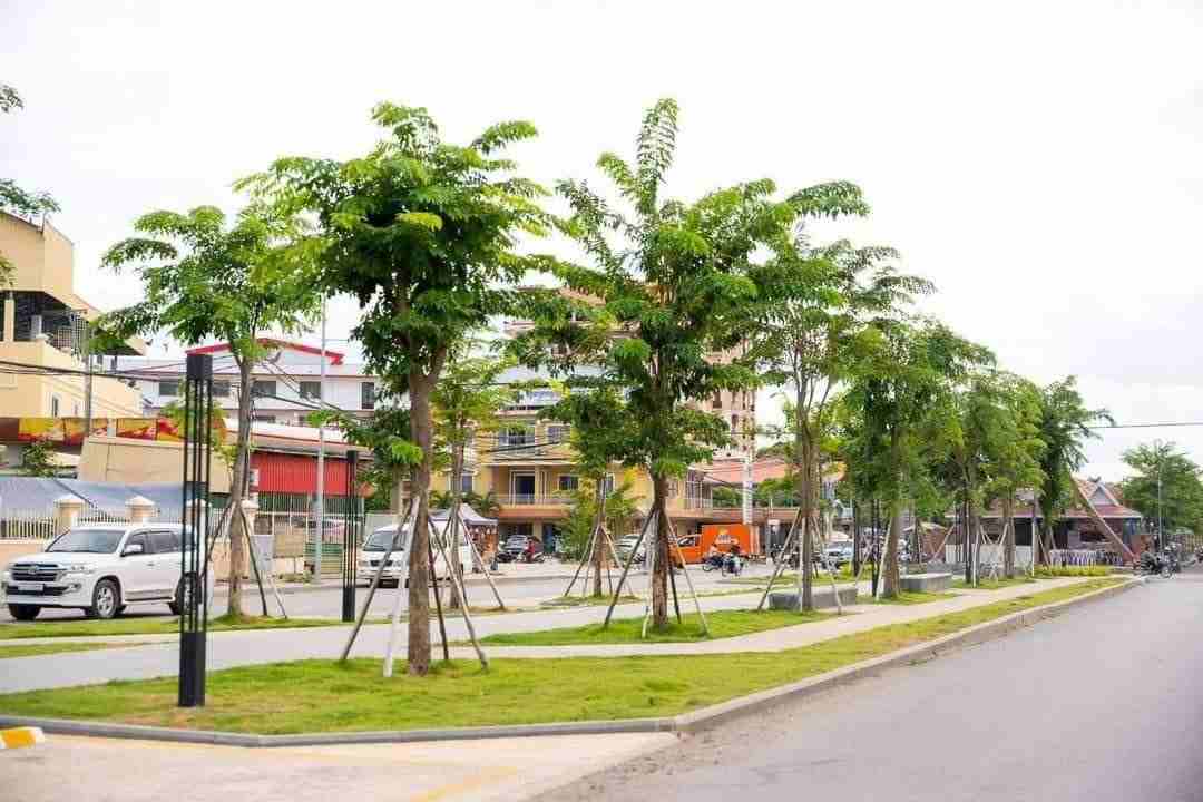 ដើមធ្នង់