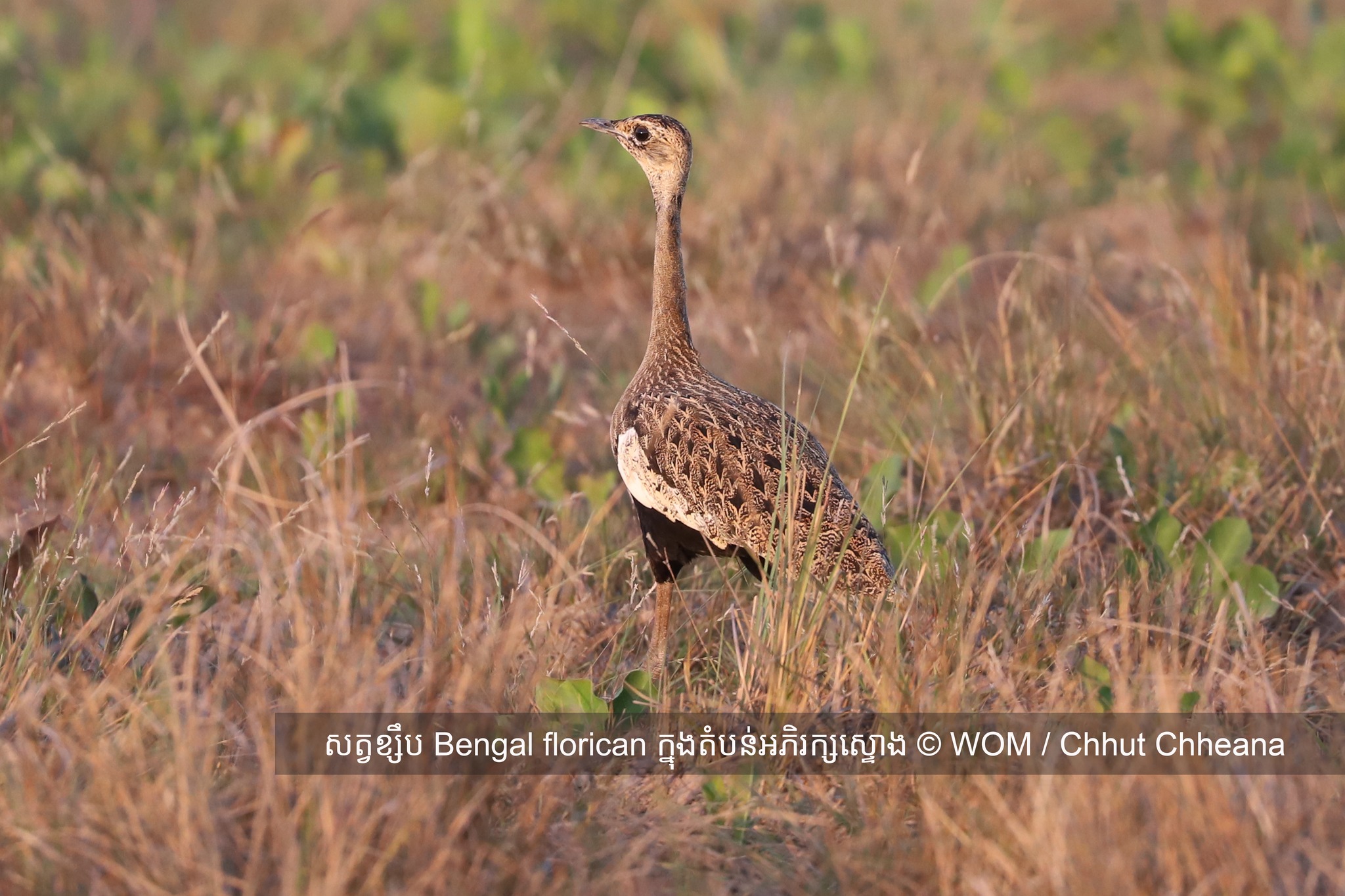 រូបភាពWonders Of The Mekong៖ សត្វបក្សីខ្សឹប តំបន់អភិរក្សសត្វខ្សឹបស្ទោង