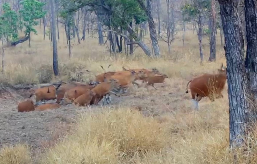 រូបភាពឯកសារ