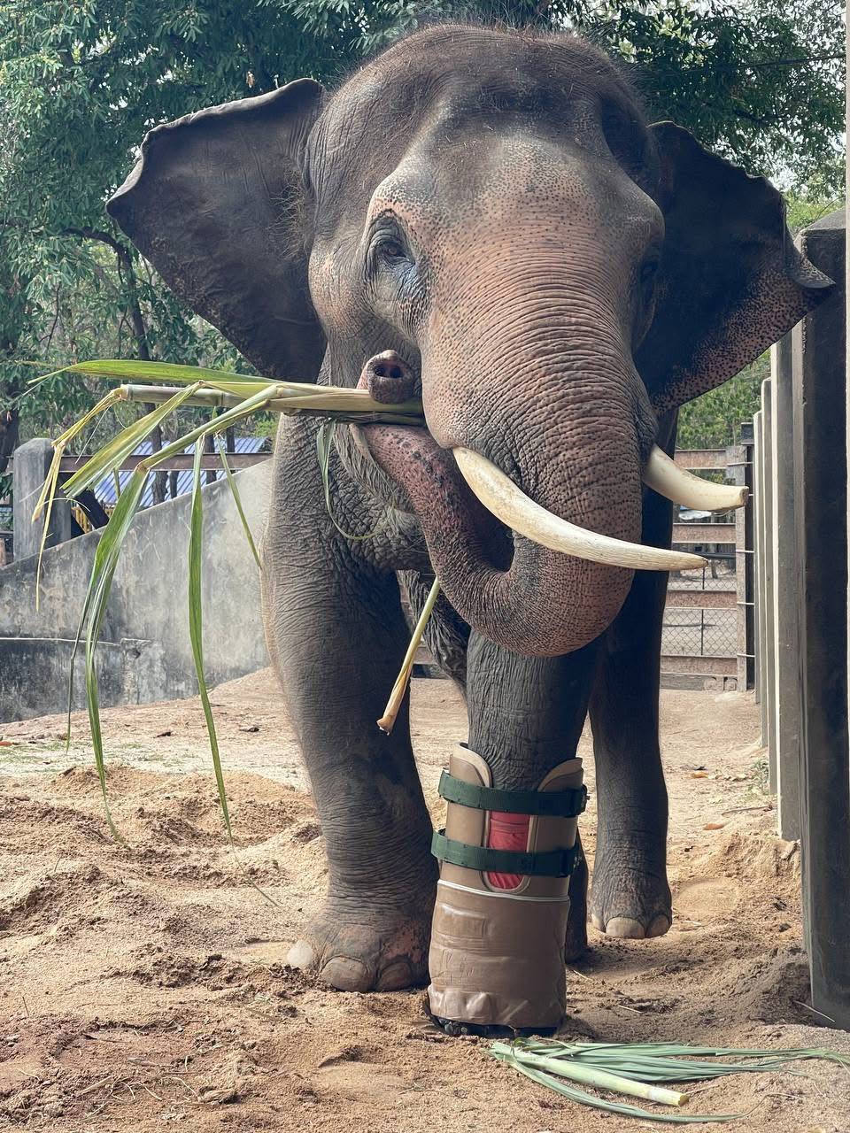 រូបភាព៖ ក្រសួងកសិកម្ម