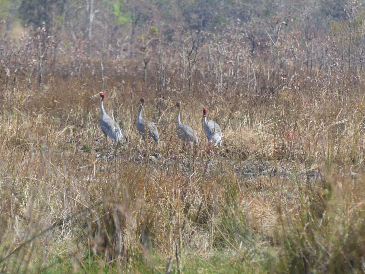 រូបភាពសត្វក្រៀលដែលត្រូវបានប្រទះឃើញក្នុងខែធ្នូ ឆ្នាំ២០២៤។ ប្រភព៖ USAID មរតកបៃតង