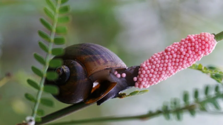 ខ្យងពងក្រហម មានកំណើតមកពីថៃ និងវៀតណាម