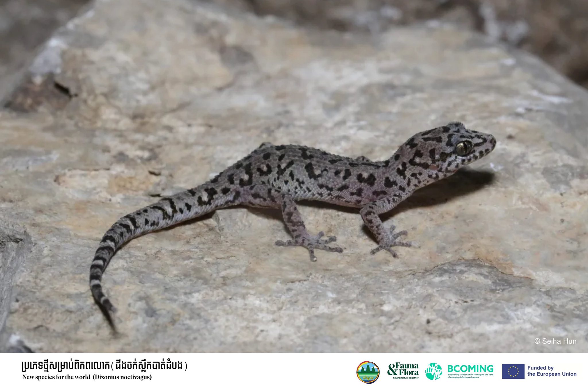 ជីងចក់ស្លឹកបាត់ដំបង