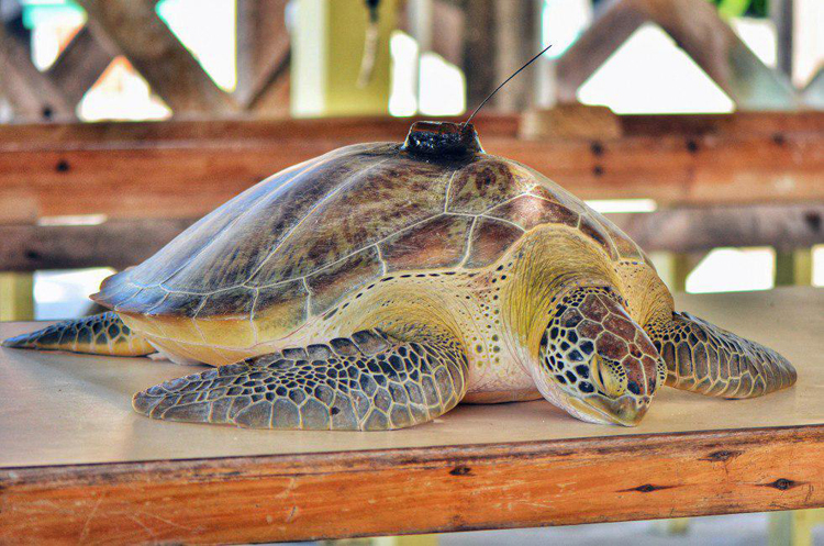 ល្មិច (Chelonia mydas)