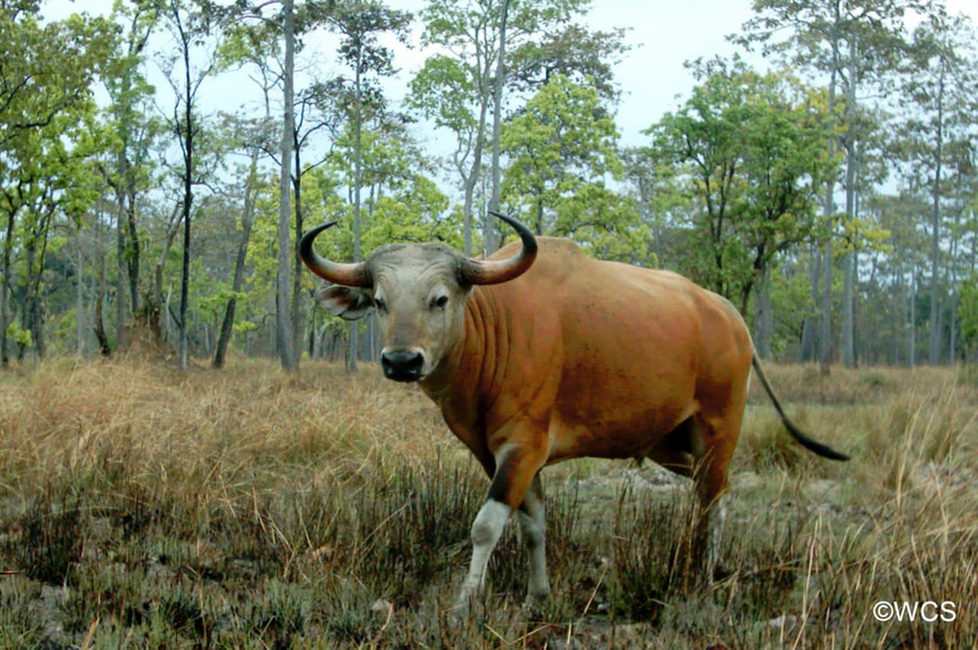 រូបតំណាង ៖ សត្វទន្សោង